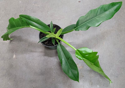 Jungle Boogie Philodendron